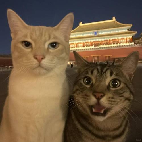 涨粉_AI萌宠内容创作_小红书猫咪变现