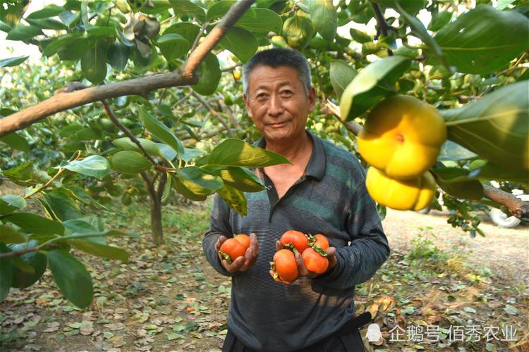 阅读 农民大叔靠阅读钻研果树种植，低风险创业年入稳增